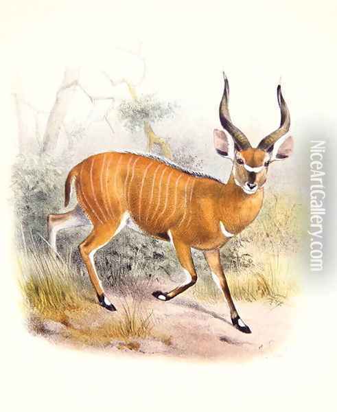 The Broad Horned Antelope, from The Book of Antelopes Oil Painting - Joseph Wolf