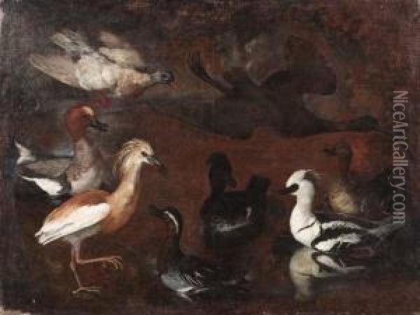 Studio Di Volatili: Uno Smergo, Unamarzaiola, Una Sgarza, Un Ibis Lucido E Anatre Oil Painting - Pietro Nieri Scacciati
