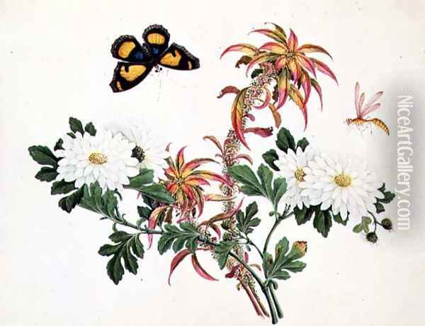 Two Stems of Amaranthus and Chrysanthemum with a Wasp and a Butterfly Oil Painting - Anonymous Artist