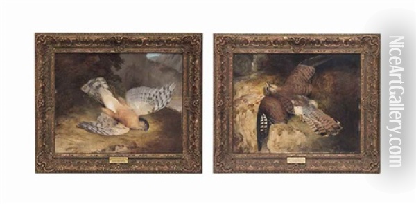 A Dead Peregrine Falcon; And A Dead Kestrel (pair) Oil Painting - Frederick Richard Lee