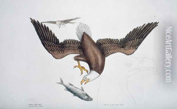 Aquila capite albo (White headed eagle or Bald eagle) plate 1 from Vol 1 of 'Natural History of Carolina, Florida and the Bahamas' Oil Painting - Mark Catesby