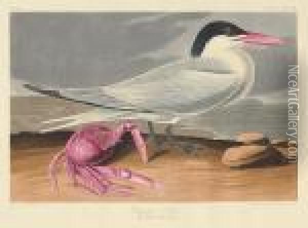Cayenne Tern. Sterna Cayana, Lath. (pl.cclxxiii) Oil Painting - John James Audubon