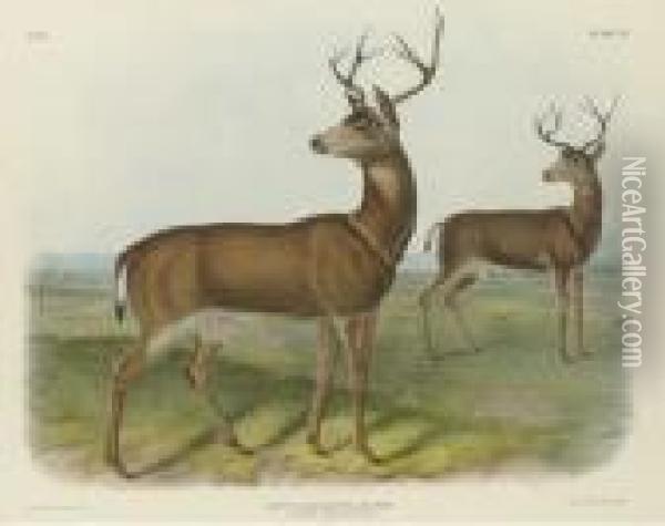 Columbian Black-tailed Deer Oil Painting - John T. Bowen