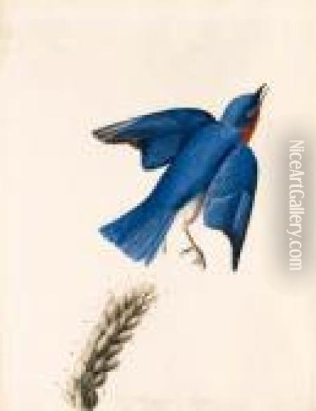Eastern Bluebird Oil Painting - John James Audubon