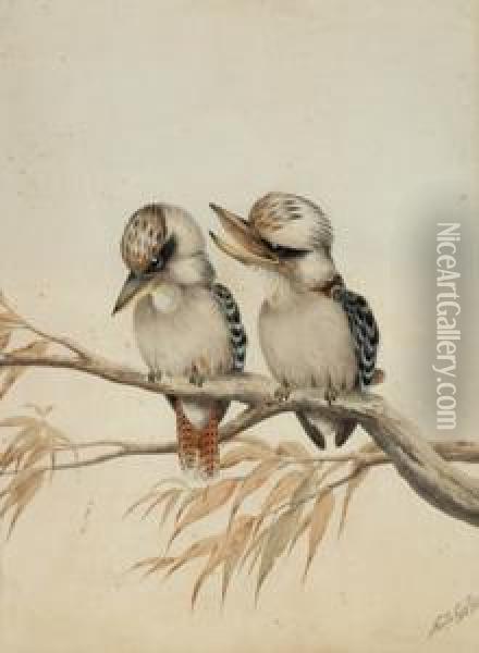 Snr Two Kookaburras Oil Painting - Neville Henry P. Cayley