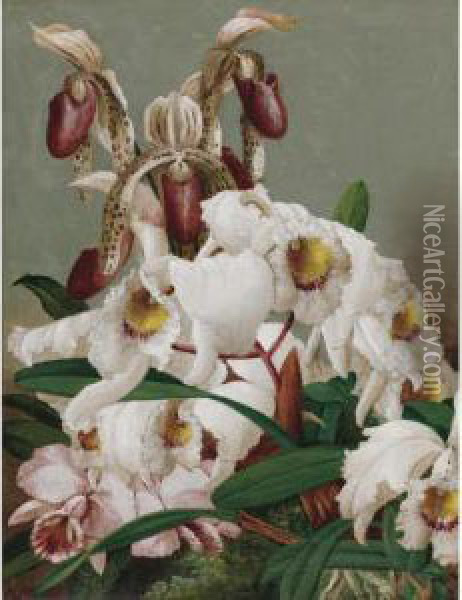 Orchids Oil Painting - Charles Storer