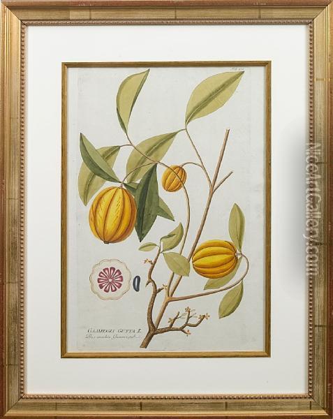 Exotic Fruits Oil Painting - Joseph Jacob Von Plenck
