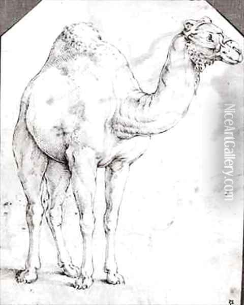 Camel Oil Painting - Battista Franco