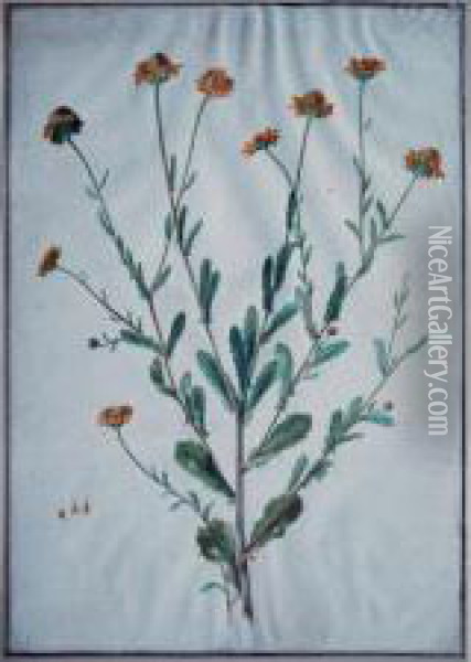Botanical Study: Yellow Samphire Oil Painting - Maria Sibylla Merian