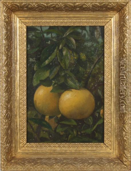 Still Life With Grapefruit Oil Painting - John Donaghy