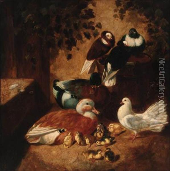 Ducks, Ducklings, Pigeons And A Dove In A Farmyard Oil Painting - John Frederick Herring Snr