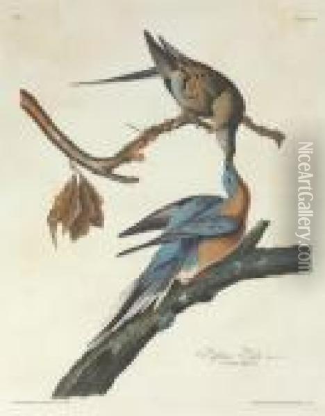 Passenger Pigeon (plate 62)
Columba Migratoria Oil Painting - John James Audubon