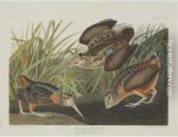 American Woodcock; Greenshank; 
And Schinz's Sandpiper (plate Cclxviii, Cclxix And Cclxxviii) Oil Painting - John James Audubon