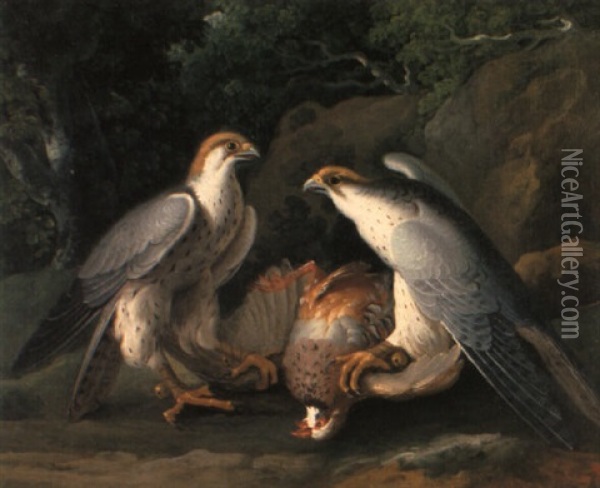 Jagdfalken (falca Rusticalis) Mit Geschlagenem Fasan Oil Painting - Philipp Ferdinand de Hamilton