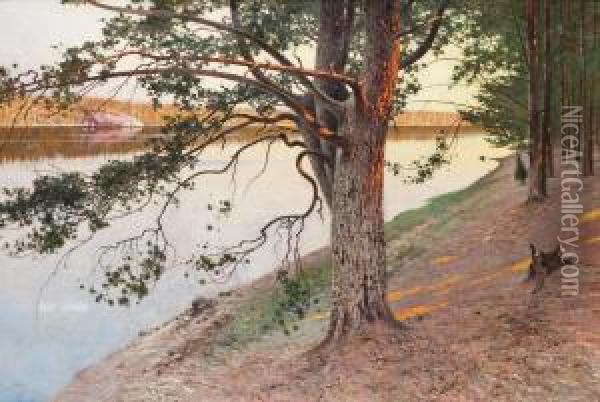 Evening Sun On A Pine Tree Oil Painting - August Wilhelm Nikolaus Hagborg