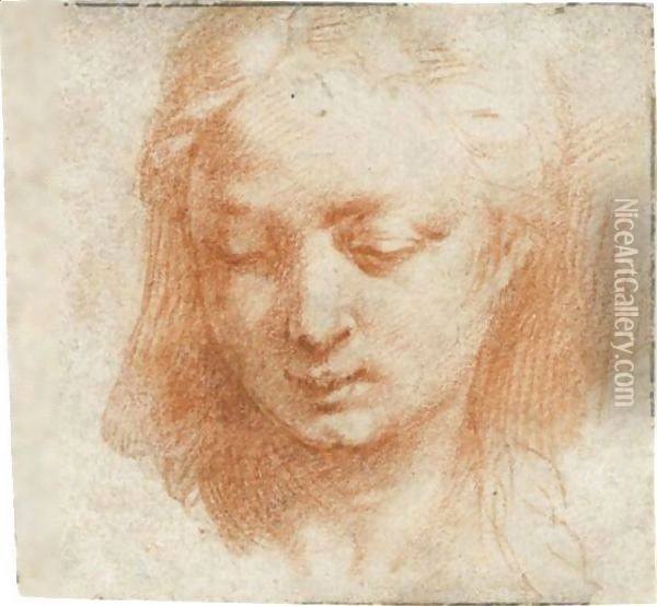 The Head Of A Woman, Looking Down To The Left Oil Painting - Girolamo Francesco Maria Mazzola (Parmigianino)