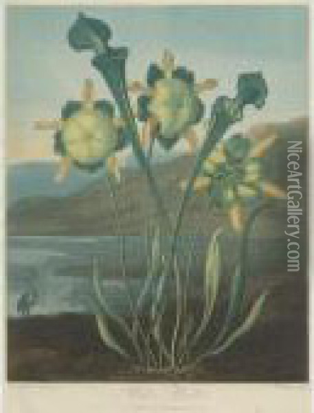 Temple Of Flora: Pitcher Plant Oil Painting - Robert John, Dr. Thornton