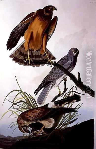 Northern Harrier (Marsh Hawk), from 'Birds of America' Oil Painting - John James Audubon