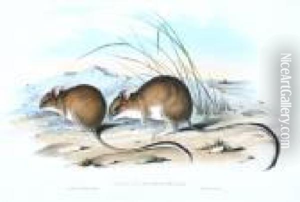 Hapalotis Longicaudata (long Tailed Hopping Mouse) Oil Painting - John H. Gould