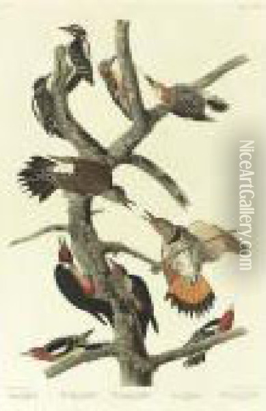 Hairy Woodpecker (plate 416) Oil Painting - John James Audubon