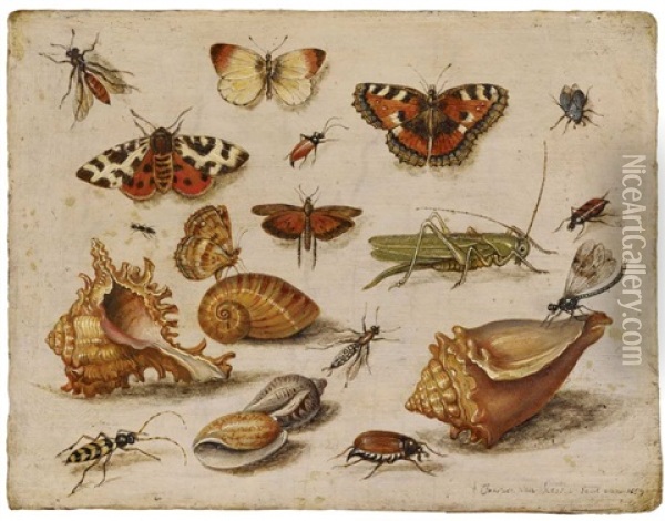 Insekten, Muscheln Und Schmetterlinge Oil Painting - Jan van Kessel the Elder