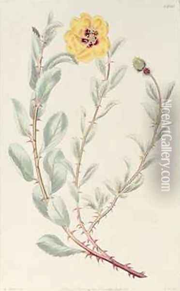 Rose Persian from the Botanical Register Oil Painting - M. Hart
