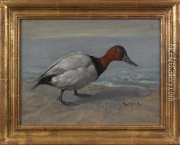 A Canvasback Duck Oil Painting - Gustav Muss-Arnolt