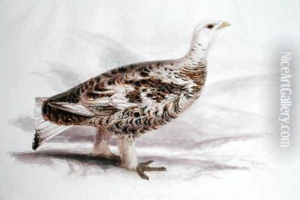 Ptarmigan in mid plumage Oil Painting - Edward Lear