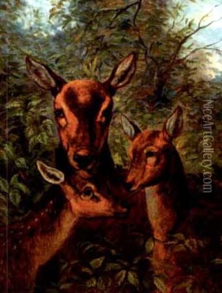 A Mother Doe With Her Fawns Oil Painting - Clarence Henry Roe