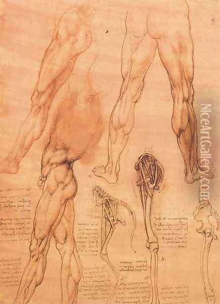 Studies of legs of man and the leg of a horse Oil Painting - Leonardo Da Vinci