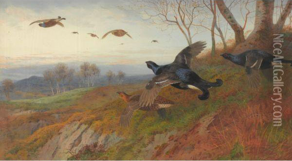 Autumn Alarm-blackgame In Flight Oil Painting - Archibald Thorburn