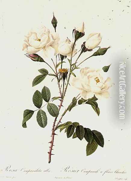 Rosa Campanulata Alba Oil Painting - Pierre-Joseph Redoute