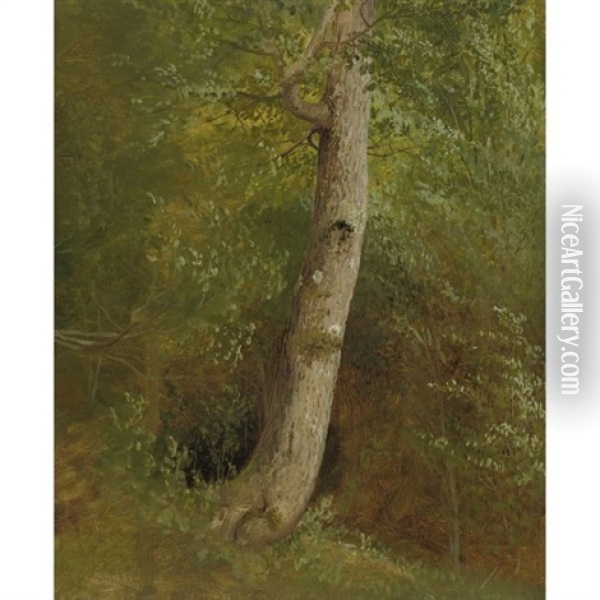 A Tree (study) Oil Painting - William Holbrook Beard