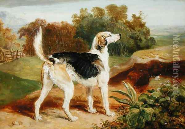 Ravager, one of the Lambton Hounds Oil Painting - James Ward