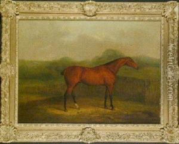 Race Horse Standing Before A Fence Oil Painting - James Barenger