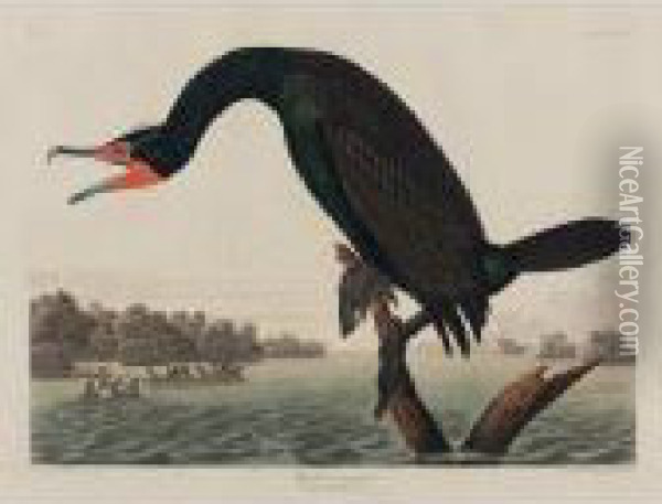Florida Cormorant (plate Cclii) Oil Painting - John James Audubon