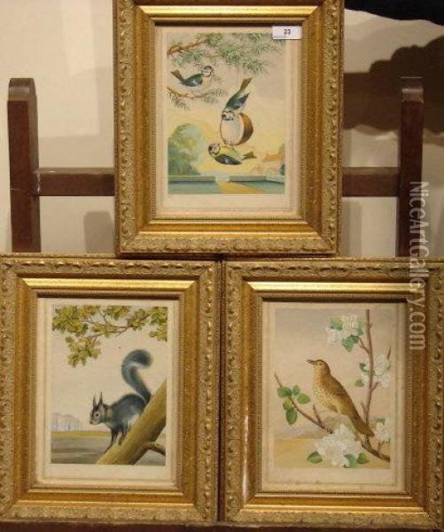 Song Thrush, Grey Squirrel And Blue Tits Oil Painting - H. Jenkins