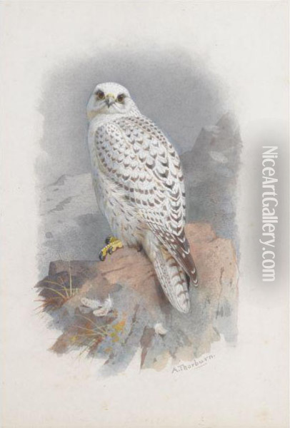 A Greenland Falcon Oil Painting - Archibald Thorburn