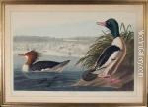 Goosander Oil Painting - John James Audubon