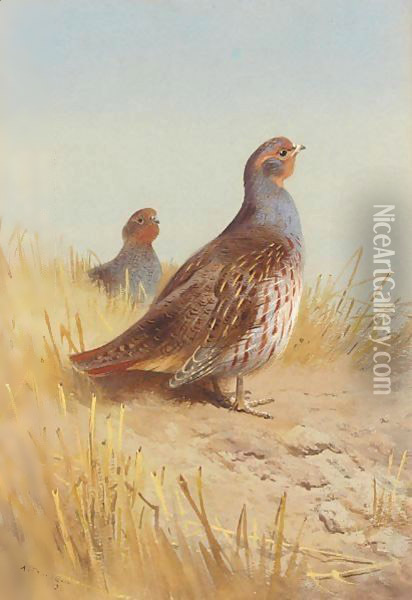 A Pair Of English Partridges Oil Painting - Archibald Thorburn