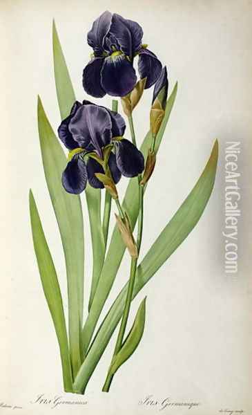 Iris Germanica, from Les Liliacees Oil Painting - Pierre-Joseph Redoute