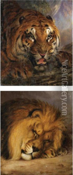 A Bengal Tiger; And A Sleeping Lion Oil Painting - William Huggins