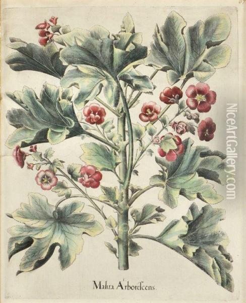 Malua Arborescens, Coleus Louise Oil Painting - Basilius Besler
