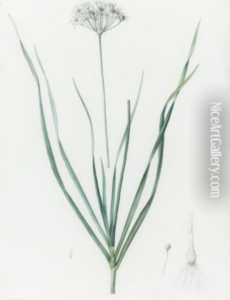 Allium Tataricum / Ail De Tartarie Oil Painting - Pierre-Joseph Redoute