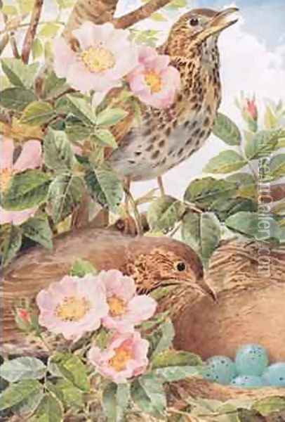 Song Thrushes with Nest illustration from Country Days and Country Ways 1940s Oil Painting - Louis Fairfax Muckley
