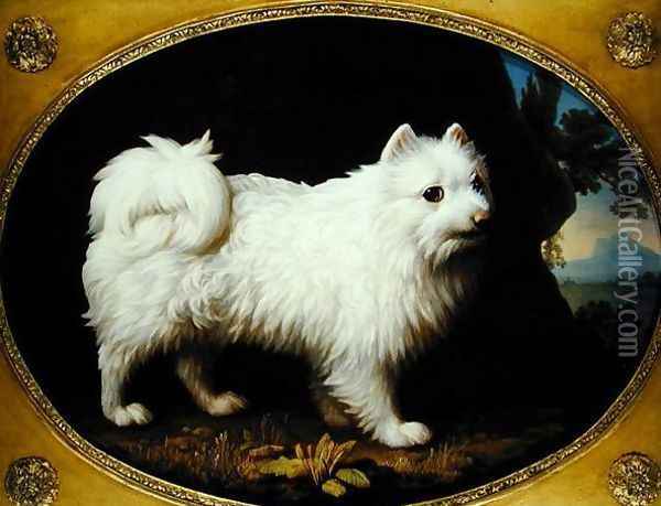 A White Spitz, c.1770 Oil Painting - George Stubbs
