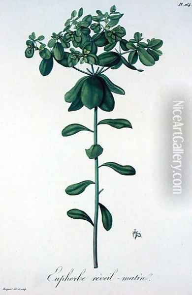 Euphorbia Helioscopia from Phytographie Medicale Oil Painting - L.F.J. Hoquart