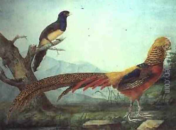 A Golden Pheasant and a Trogon Oil Painting - L.F.A. Panhuts
