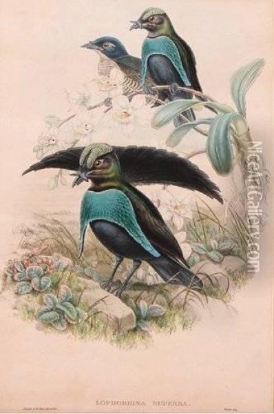 Lophorina Superba And Lophorhina Superba, From Gould's Bird's Of Paradise Oil Painting - Gould John H. & Hart William M.