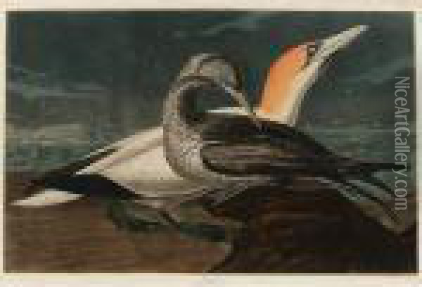 Gannet (plate Cccxxvi) Oil Painting - John James Audubon